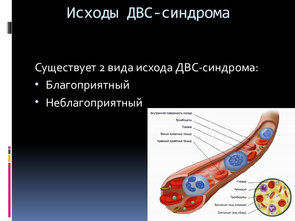 Двс синдром у собак