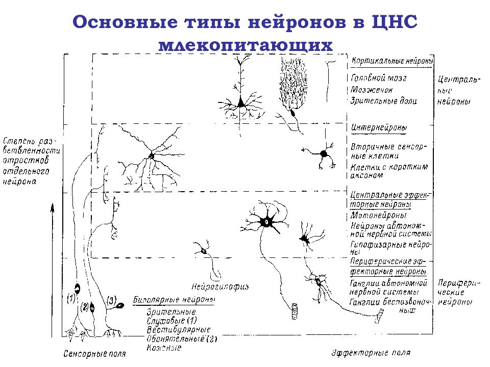 Программа нейронов. Классификация нейронов в зависимости от отдела ЦНС. Вспомогательные образования окружающие нервные клетки в ЦНС. Типы нейронов схема. Основные типы нейронов в ЦНС.