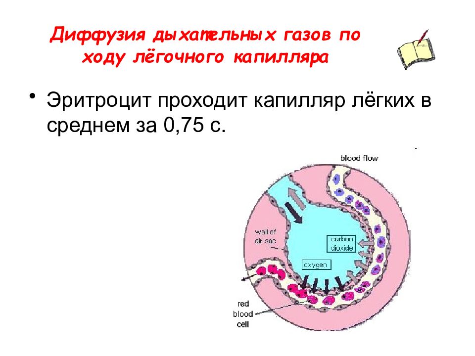 Выполняет функцию газообмена. Газообмен в легких. Диффузия в дыхании. Диффузия газообмен в легких. Диффузия в легочном дыхании.