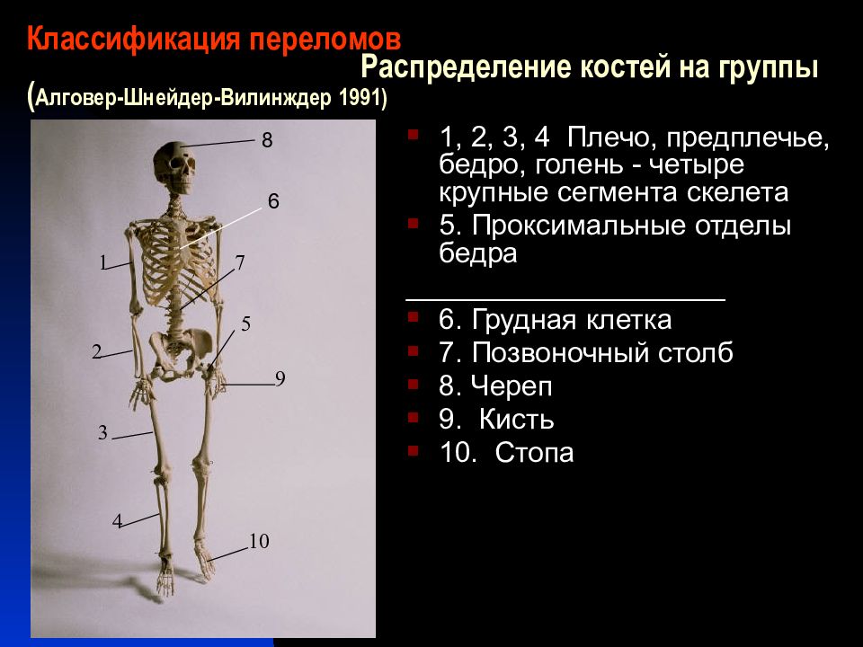 Бедренная отдел скелета. Классификация скелета. Классификация переломов костей скелета. Рентгенодиагностика травматических повреждений костей. Скелет, классификация скелета.