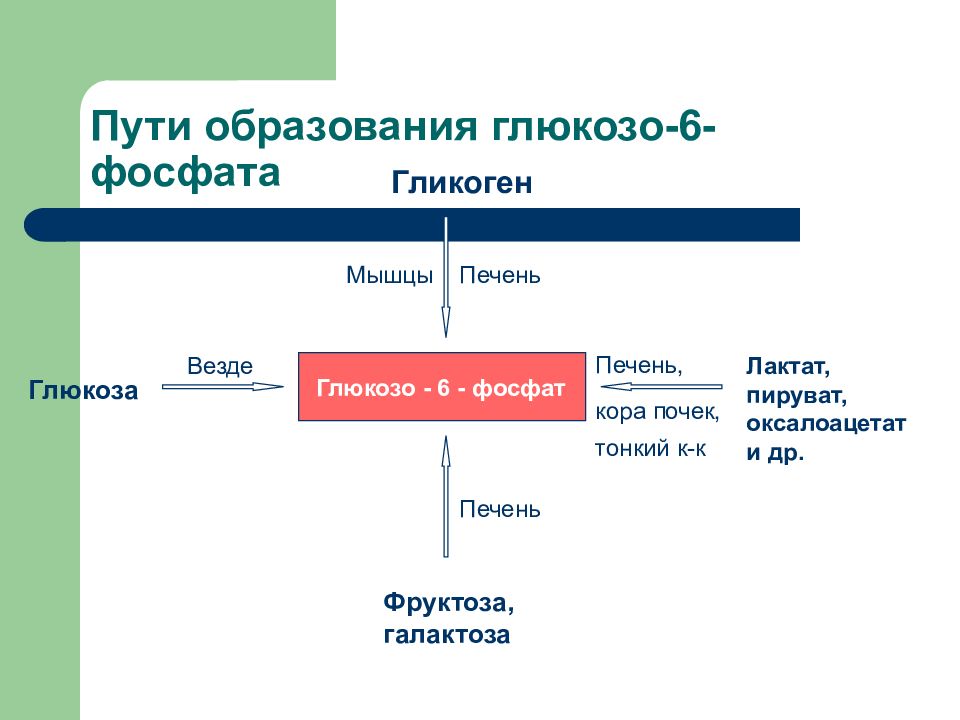 Энергетический обмен в мышечной. Глюкозо 6 фосфат в пируват. Пути образования глюкозо-6-фосфата. Глюкоза глюкозо-6-фосфат пируват.