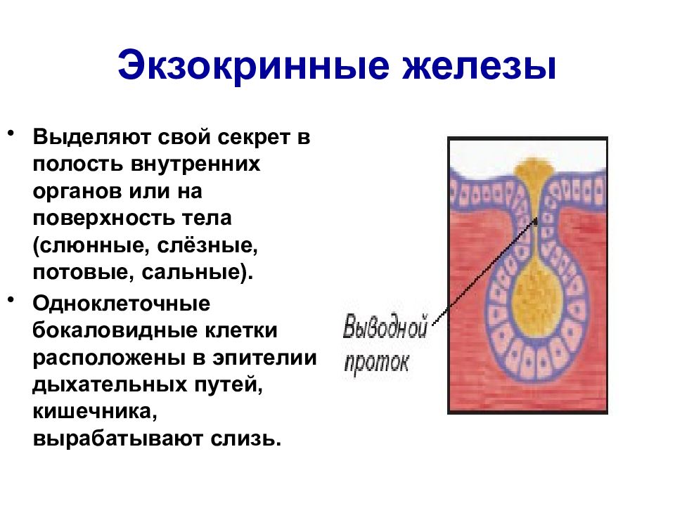 Схема строения экзокринных желез