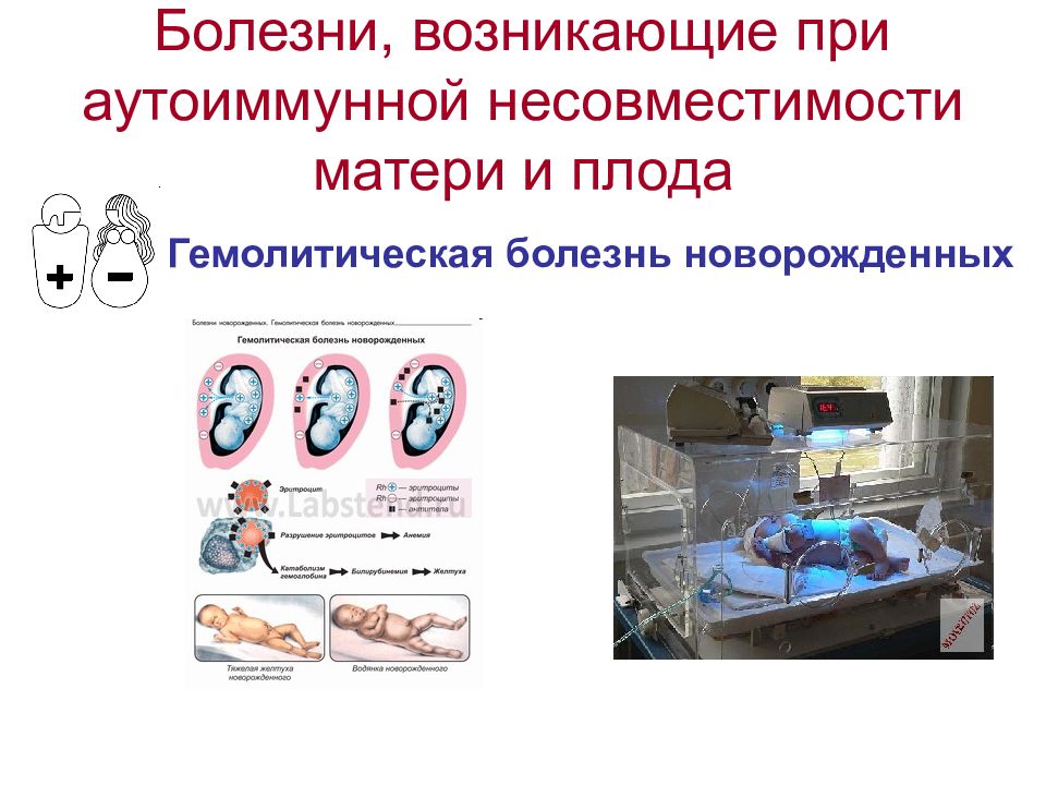 Презентация введение в медицинскую генетику