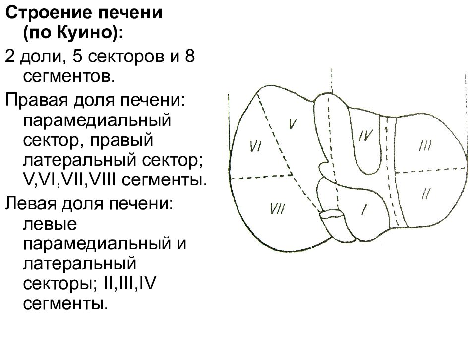 Куино сегменты. Сегментарное строение печени по куино. Строение печени доли. Доли и сегменты печени анатомия. Правая и левая доля печени.