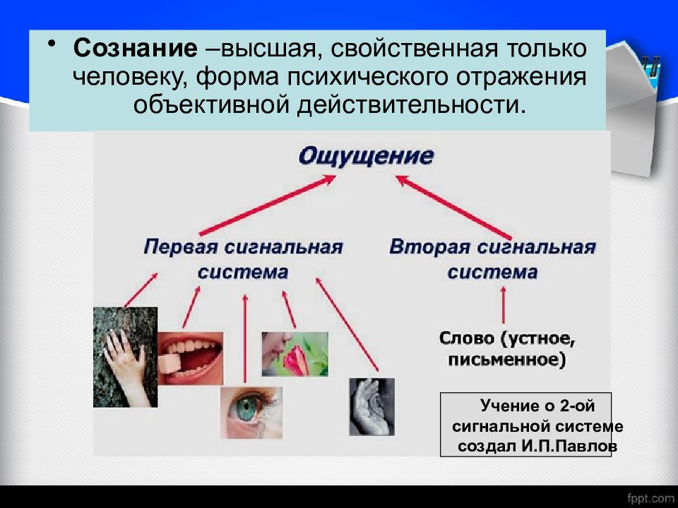 Есть высшая форма. Формы психического отражения. Высшая форма психического отражения свойственная только человеку. Сознание Высшая свойственная человеку форма отражения. Формы психического отражения присущие человеку.