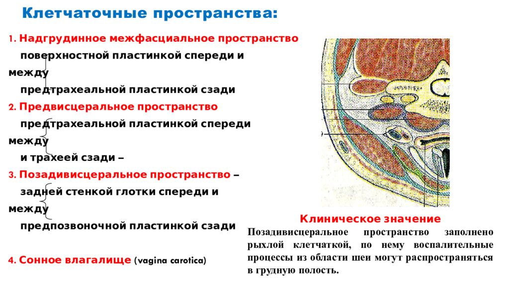 Фасции и клетчаточные пространства шеи схема