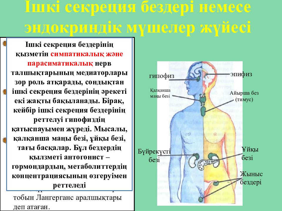 Ішкі секреция бездері презентация