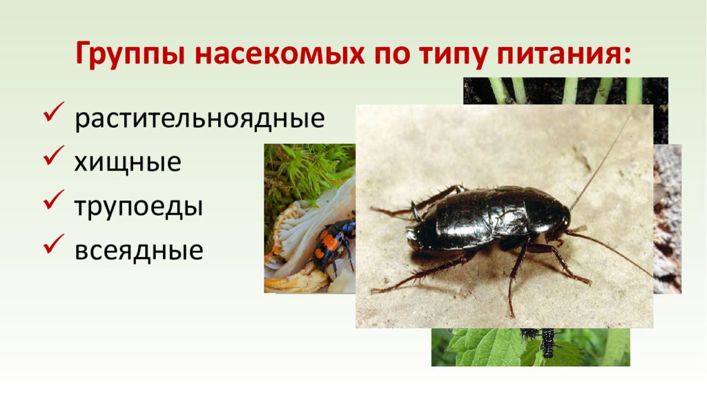 Особенности групп насекомые. Экологические группы насекомых. Экологические группы насекомых по питанию. Экологические группы насекомых по типу питания. Классификация насекомых по питанию.