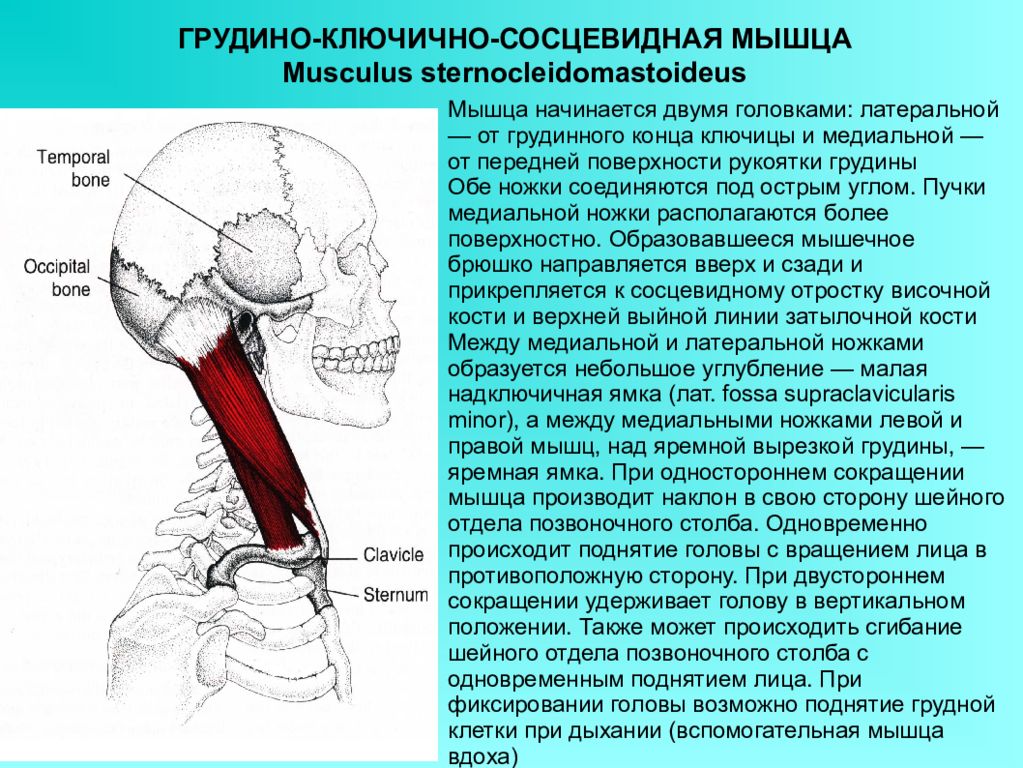 Грудино сосцевидная. Ножка грудино ключично сосцевидной мышцы. Грудино-ключично-сосцевидная мышца. Грудиноключичнососцевидная мышцф. Грудно Ключичная оссцевидная мышца.