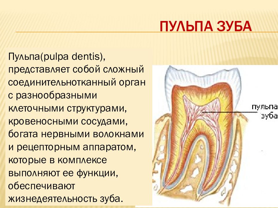 На рисунке изображен фрагмент челюсти с внутренним строением зуба какой буквой