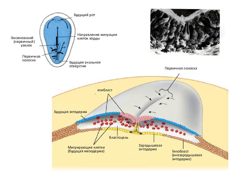 Первичный узелок. Первичная полоска и гензеновский узелок. Образование первичной полоски и гензеновского узелка. Первичный узелок и первичная полоска. Первичная полоска гистология.
