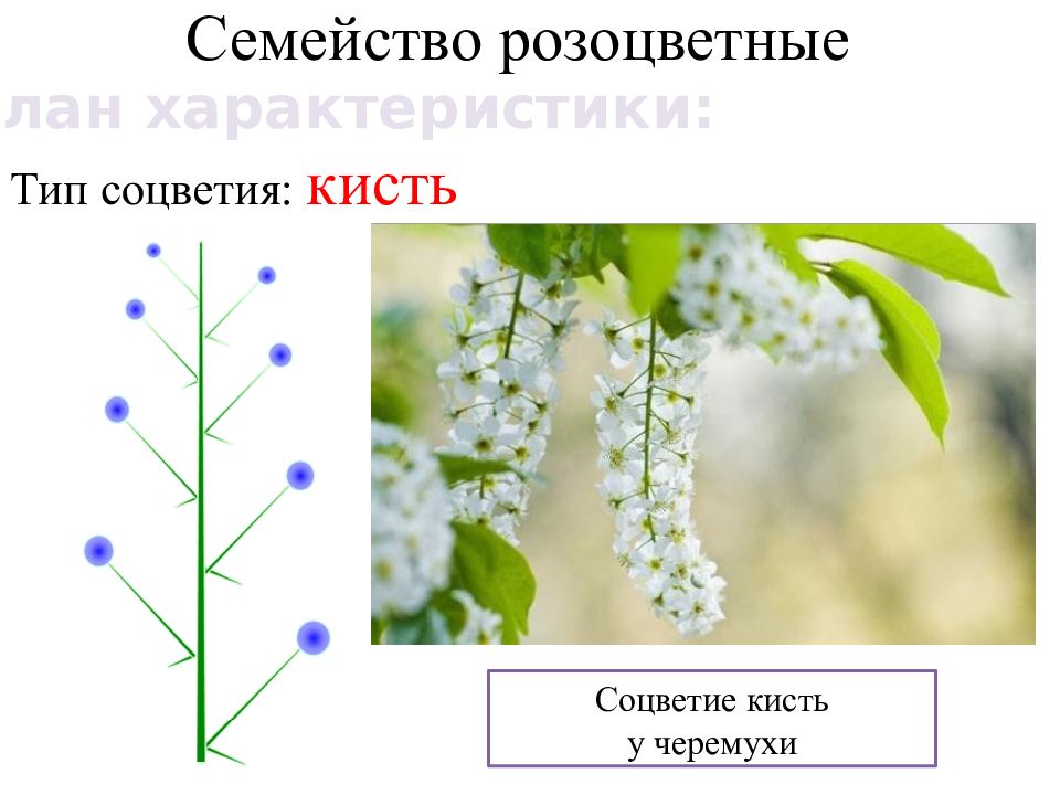 Соцветие розоцветных. Соцветие кисть у крестоцветных. Схемы соцветий розоцветных. Семейство Розоцветные формула цветка соцветие. Тип соцветия крестоцветных.