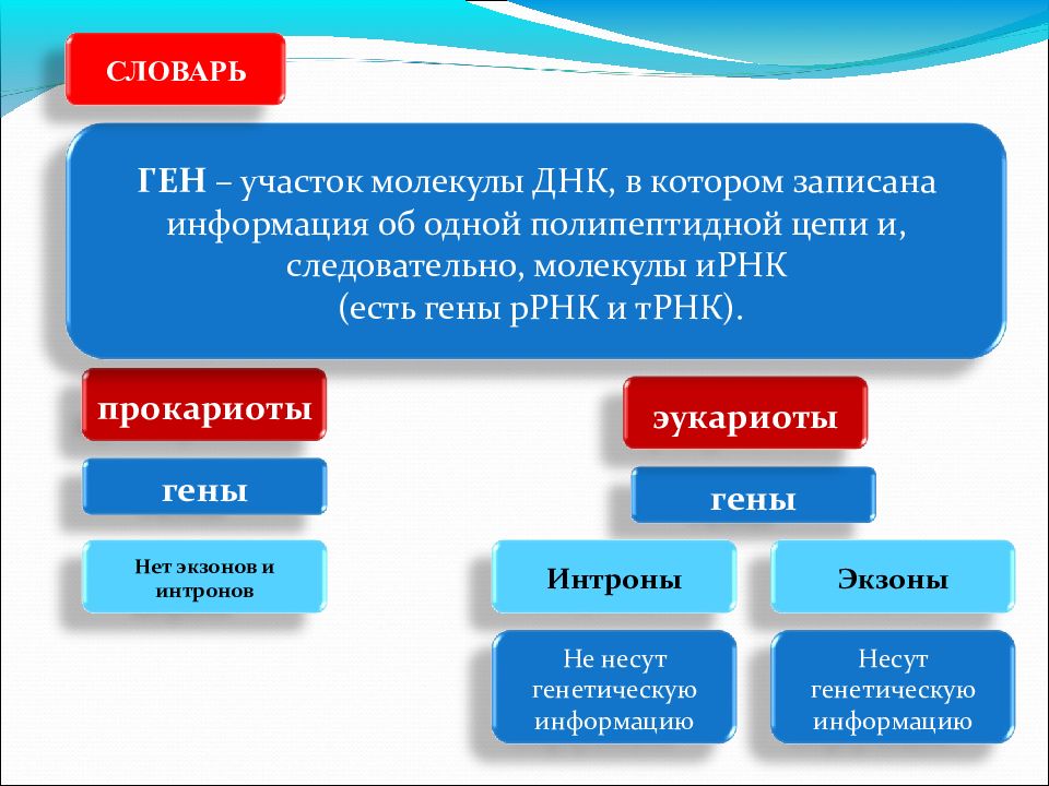 Ген участок молекулы. Ген участок ДНК В котором. Участки ДНК которые не несут информацию. Участок молекулы ДНК Несущий генетическую информацию. Ген словарь.