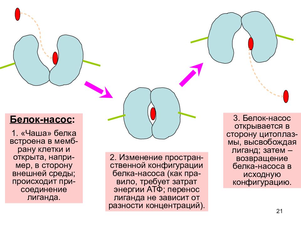 Белки каналы. Белки насосы. Белковый насос это. Белковый насос это определение. Мембранные белки насосы это.