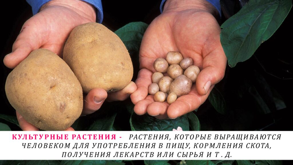 КУЛЬТУРНЫЕ РАСТЕНИЯ - РАСТЕНИЯ, КОТОРЫЕ ВЫРАЩИВАЮТСЯ ЧЕЛОВЕКОМ ДЛЯ УПОТРЕБЛЕНИЯ В ПИЩУ, КОРМЛЕНИЯ СКОТА, ПОЛУЧЕНИЯ ЛЕКАРСТВ ИЛИ СЫРЬЯ И Т. Д.