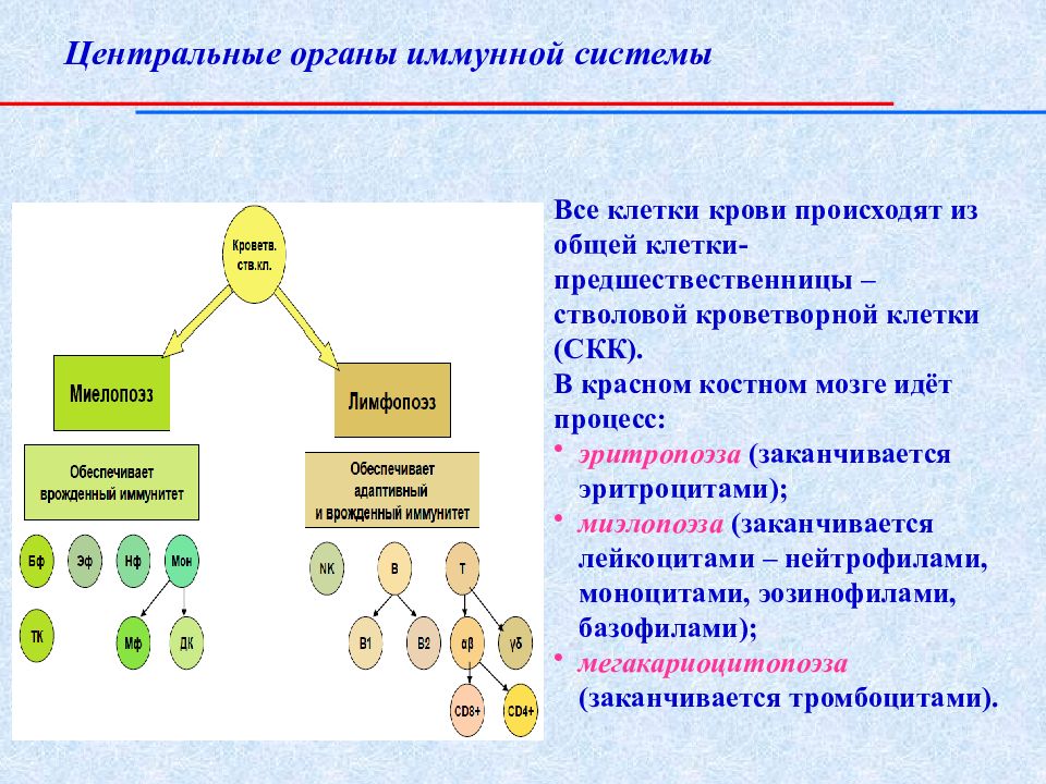 Система осуществляется. Центральные органы иммунной системы. Центр органы иммунной системы. Центральные и периферические органы иммунной системы микробиология. В центральных органах иммунной системы происходит.