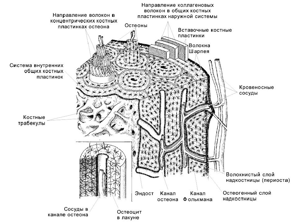 Презентация костная ткань гистология