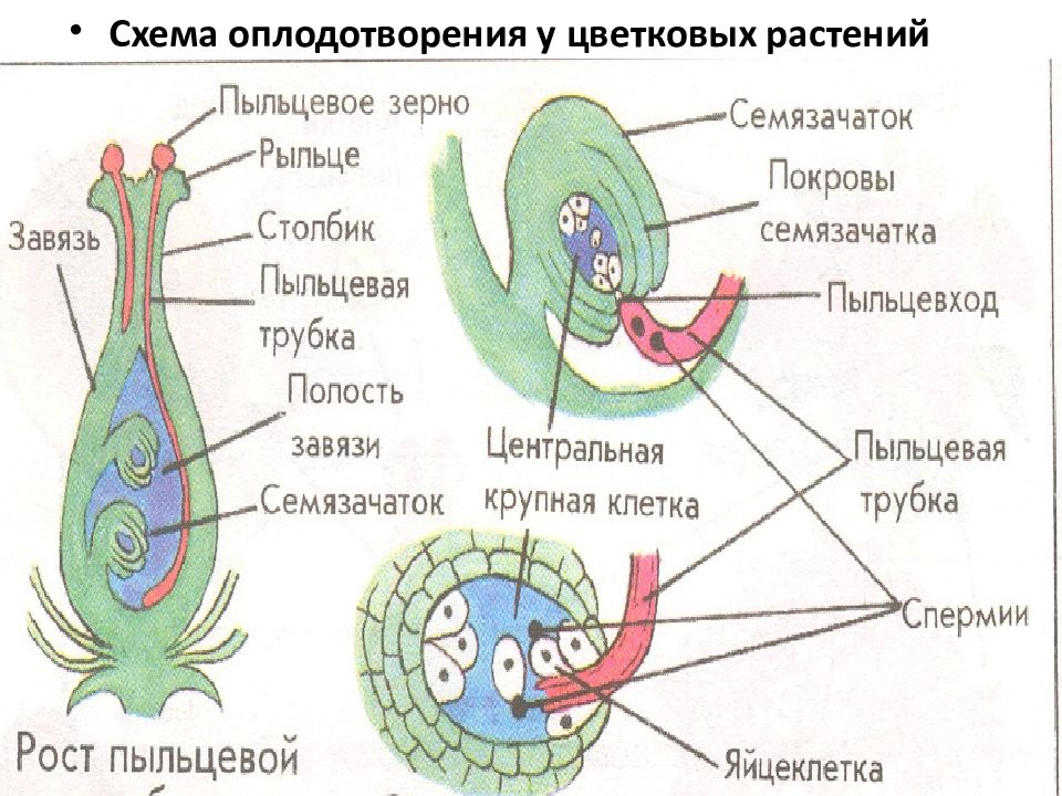 Презентация размножение покрытосеменных растений