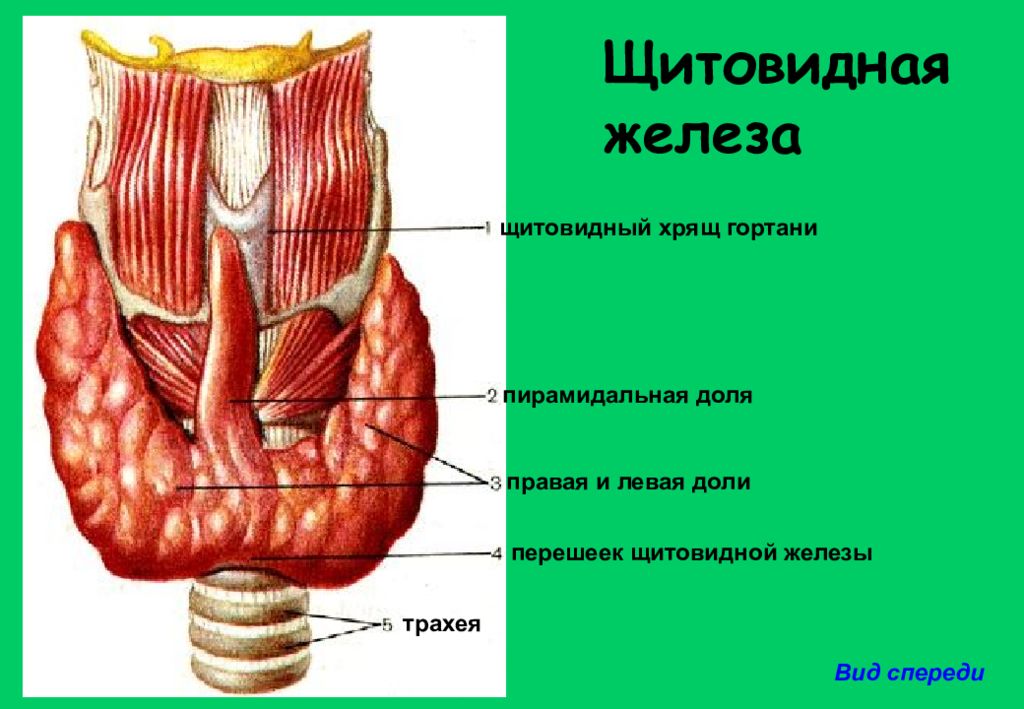 Образование перешейка щитовидной железы. Строение доли щитовидной железы. Строение перешейка щитовидной железы.