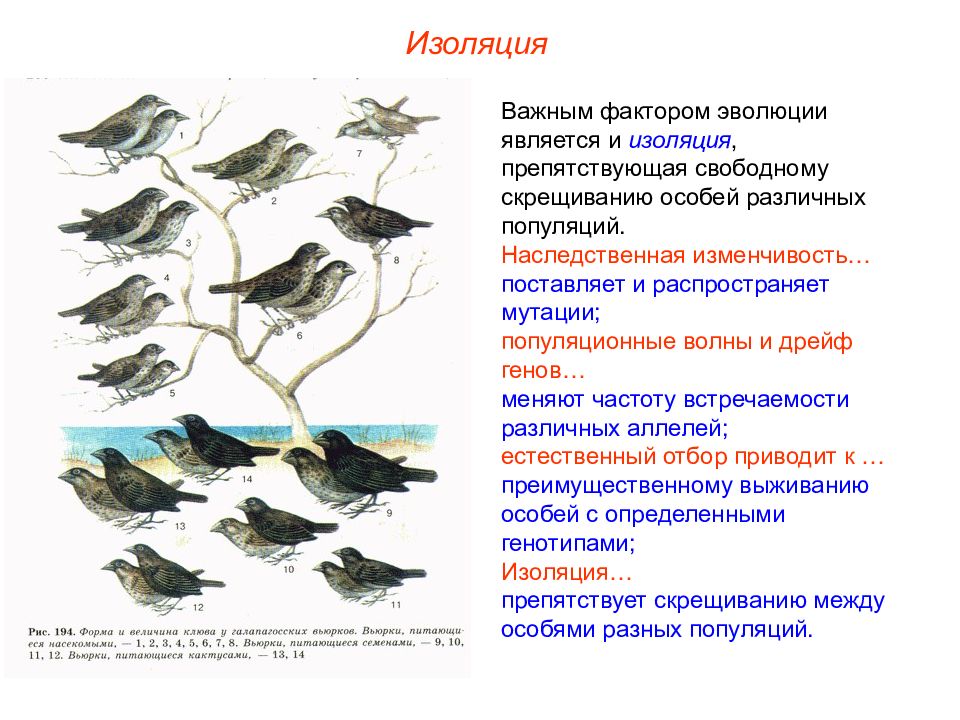 Изоляция эволюционный фактор презентация