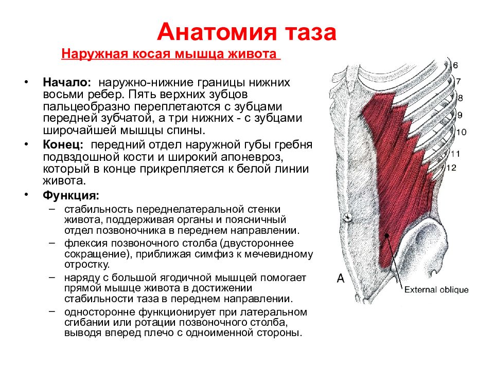 Наружная мышца живота. Наружные косые мышцы живота функции. Внутренняя косая мышца живота сзади. Апоневроз наружной косой мышцы живота функция. Апоневроз наружной косой мышцы функции.