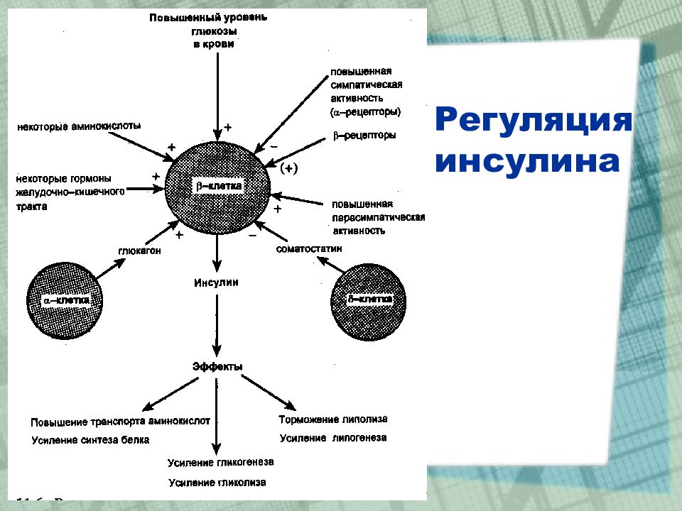 Самым сильным стимулятором выработки инсулина является