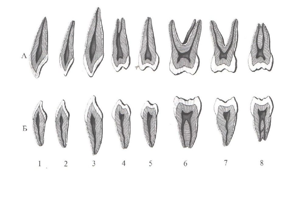 15 зуб. Анатомия 16го зуба Бугры. Анатомия зубов человека Эндо. Клиническая анатомия зубов. Зуб 2.5 анатомия.