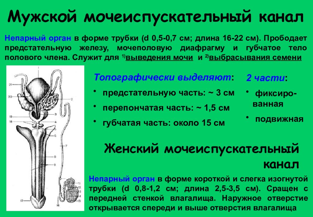 Рисунок мочеиспускательный канал