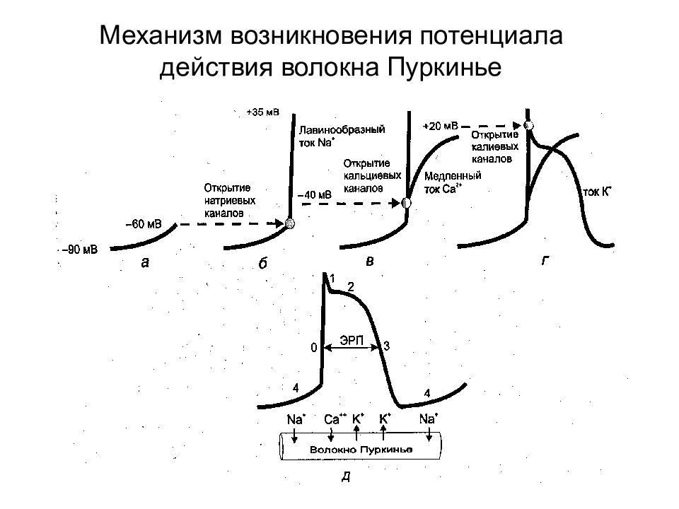 Механизм действия антиаритмических препаратов. Схема потенциала действия волокон Пуркинье. Механизм действия антиаритмических препаратов 2 класса. Антиаритмические препараты потенциал действия. Антиаритмики 1в класса механизм действия.