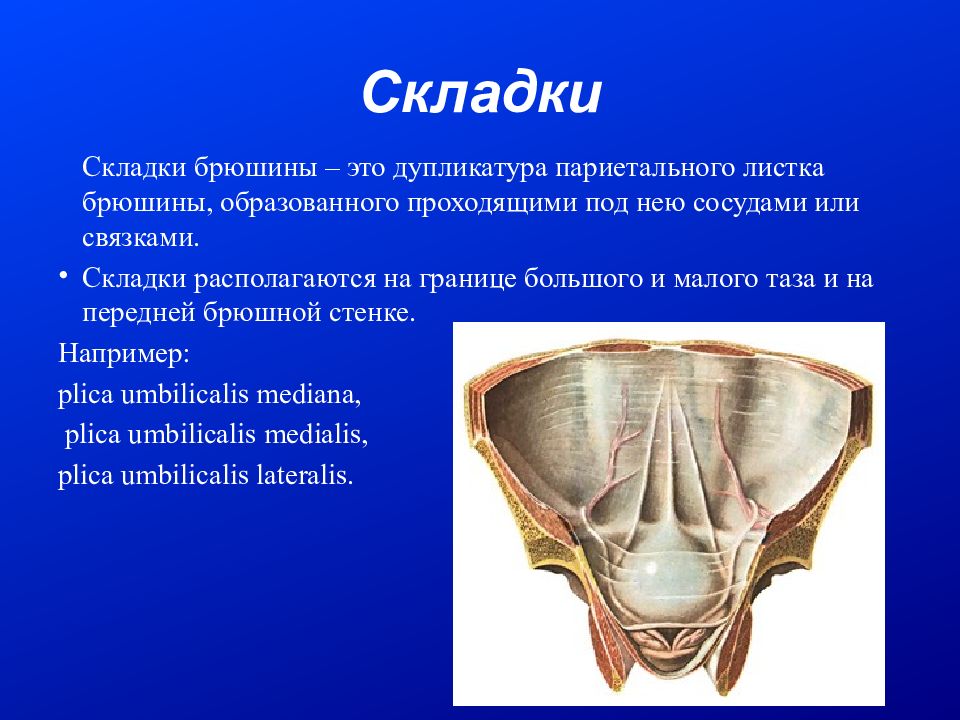 Большая и малая складка брюшины 7 букв