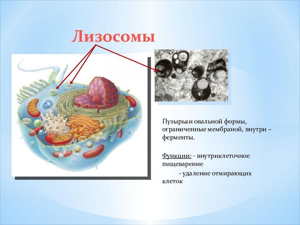 Лизосома информация. Органоиды клетки лизосомы. Лизосомы строение. Ферменты лизосом.