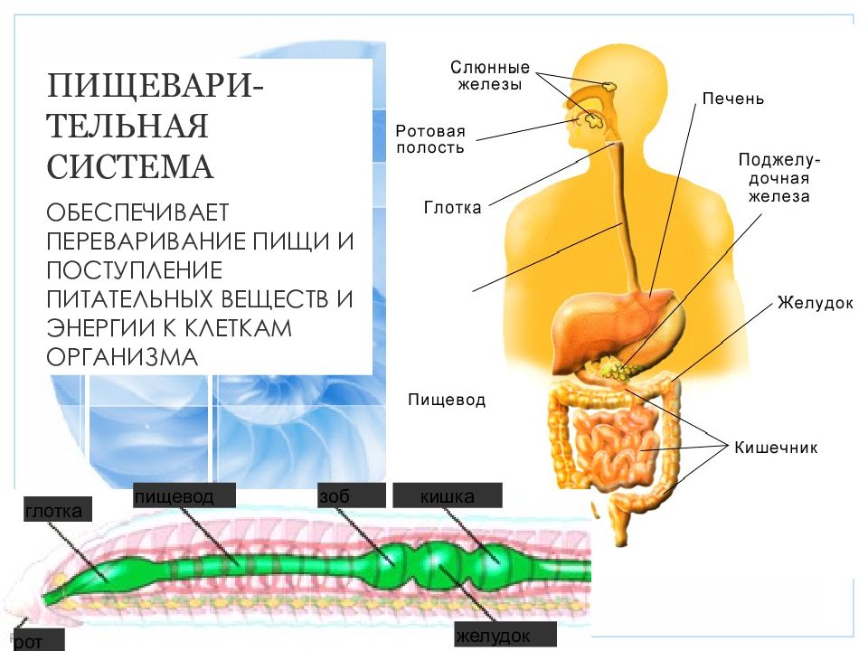Пути питания. Вещества обеспечивающие переваривание пищи. Схему поступления питательных веществ. Переварение питательных веществ в клетке происходит в. Жиры перевариваются в ротовой полости в желудке.