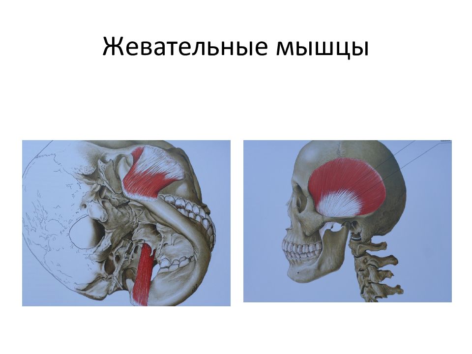 Анатомия челюстно лицевой области презентация