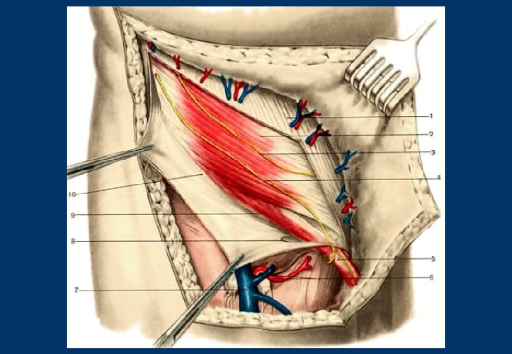 Где передняя брюшная стенка. Хирургическая анатомия передней брюшной стенки. Подвздошно-паховый нерв анатомия. Нервы передней брюшной стенки.