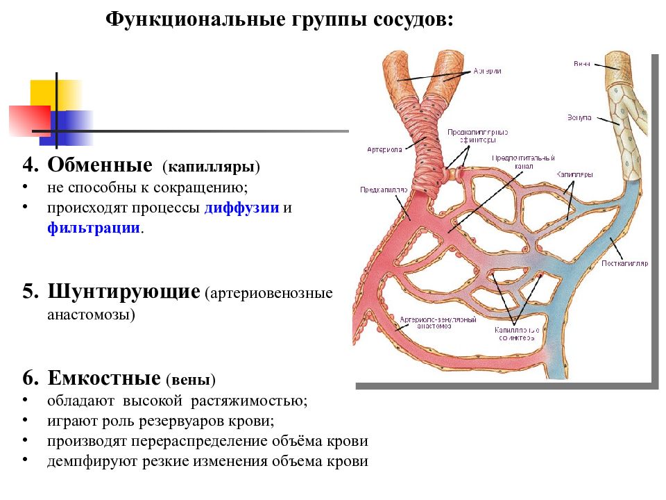Артерии и вены функции