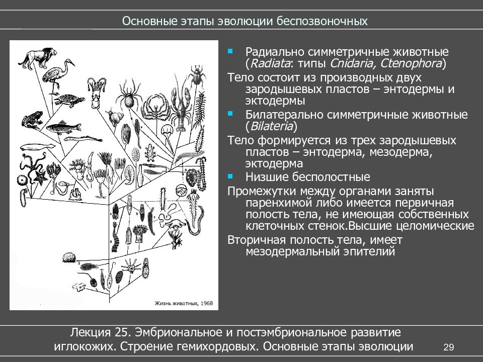 Происхождение животных основные этапы эволюции животного. Основные этапы развития беспозвоночных животных. Основные этапы эволюции беспозвоночных. Эволюция беспозвоночных животных. Назовите этапы эволюции беспозвоночных.