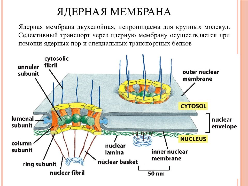 Ядерная мембрана рисунок