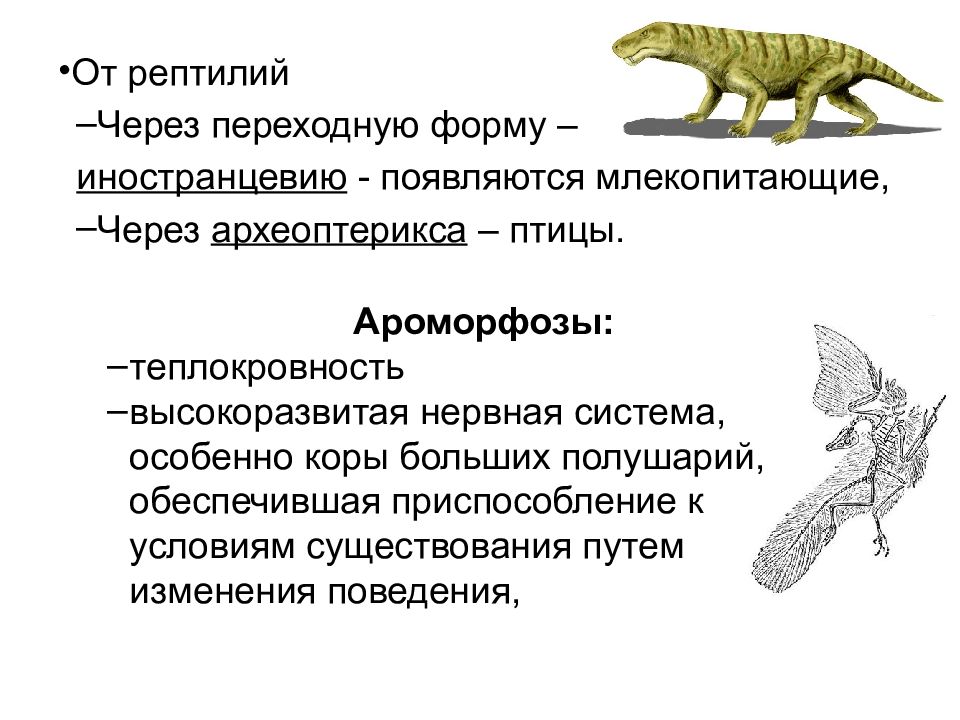 Примеры ароморфоза у птиц. Ароморфозы рептилий. Переходные формы пресмыкающихся. Ароморфозы пресмыкающихся. Ароморфозы млекопитающих.