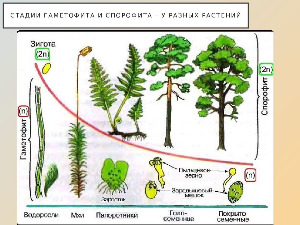 Схема жизненного цикла высших растений