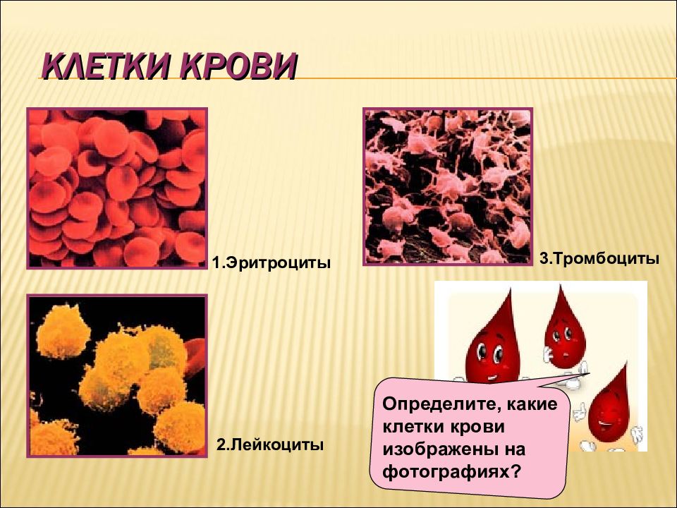 Эритроциты тромбоциты лейкоциты картинки