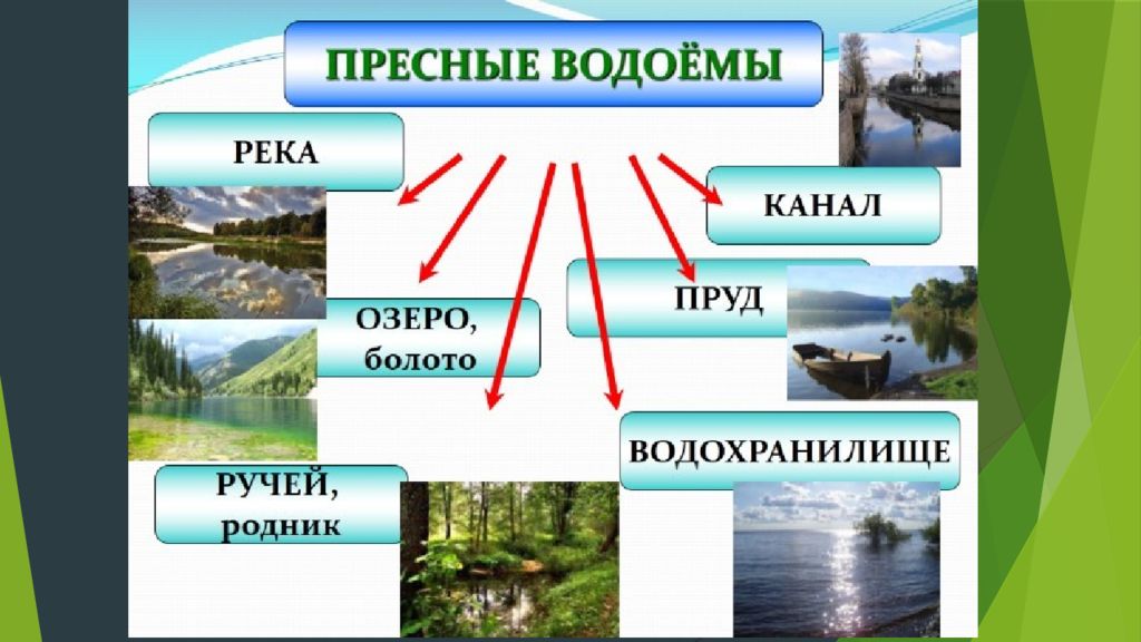 Презентация природное сообщество водоем 3 класс