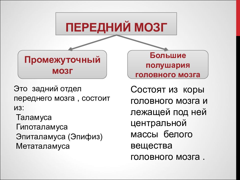 Презентация по биологии 8 класс передний мозг промежуточный мозг и большие полушария