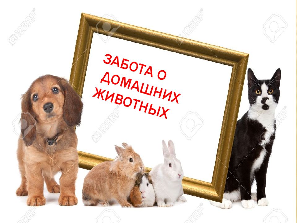 Забота о домашних животных