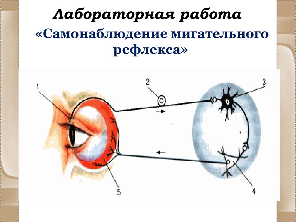 Корнеальный рефлекс это