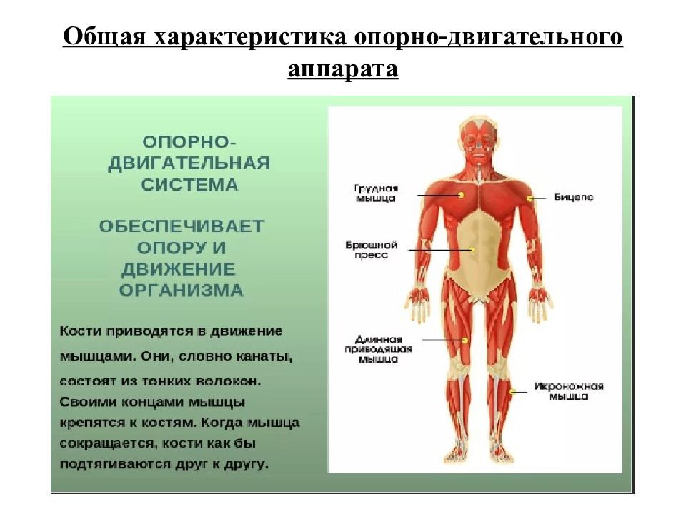 Влияние обуви на опорно двигательный аппарат проект по физике