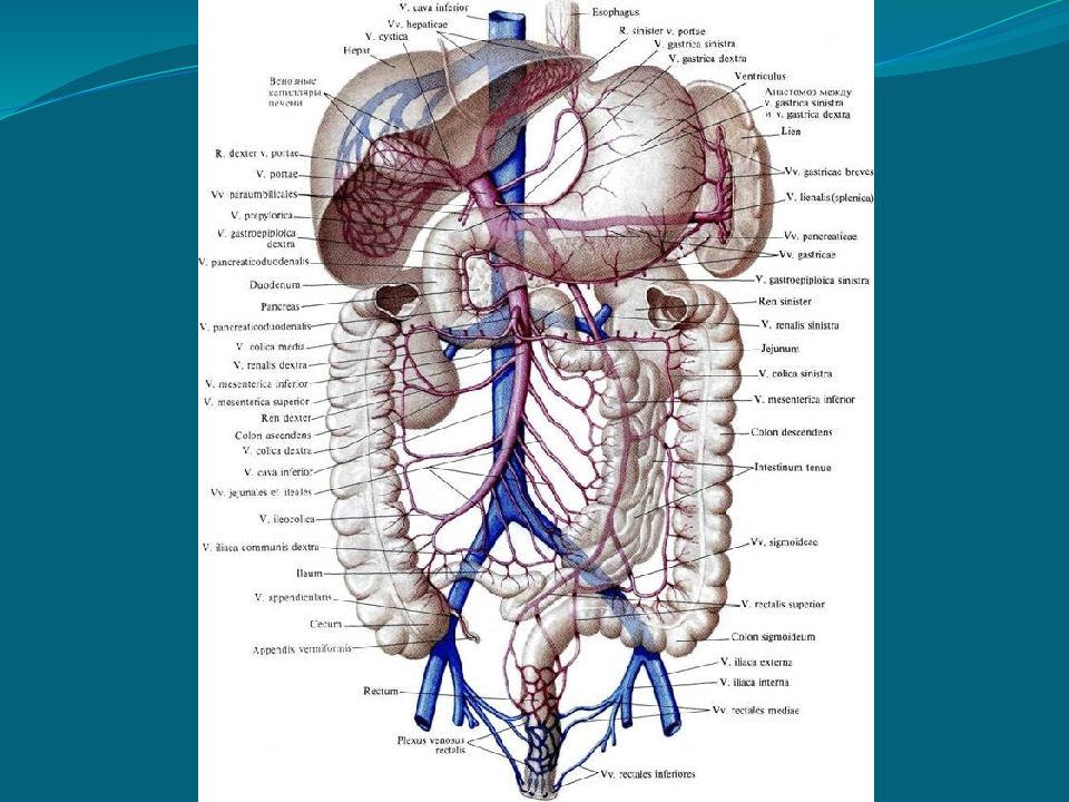 Кровоснабжение органов. Система воротной вены Синельников. Селезеночная Вена анатомия. Верхняя брыжеечная Вена притоки. Портальная Вена анатомия.