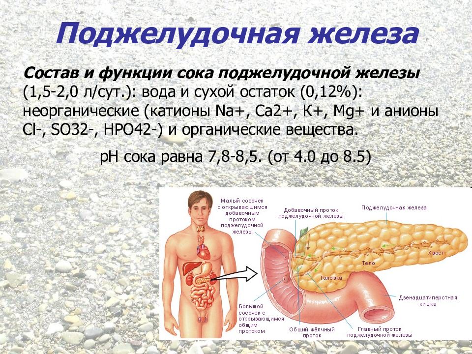 Поджелудочная железа презентация физиология