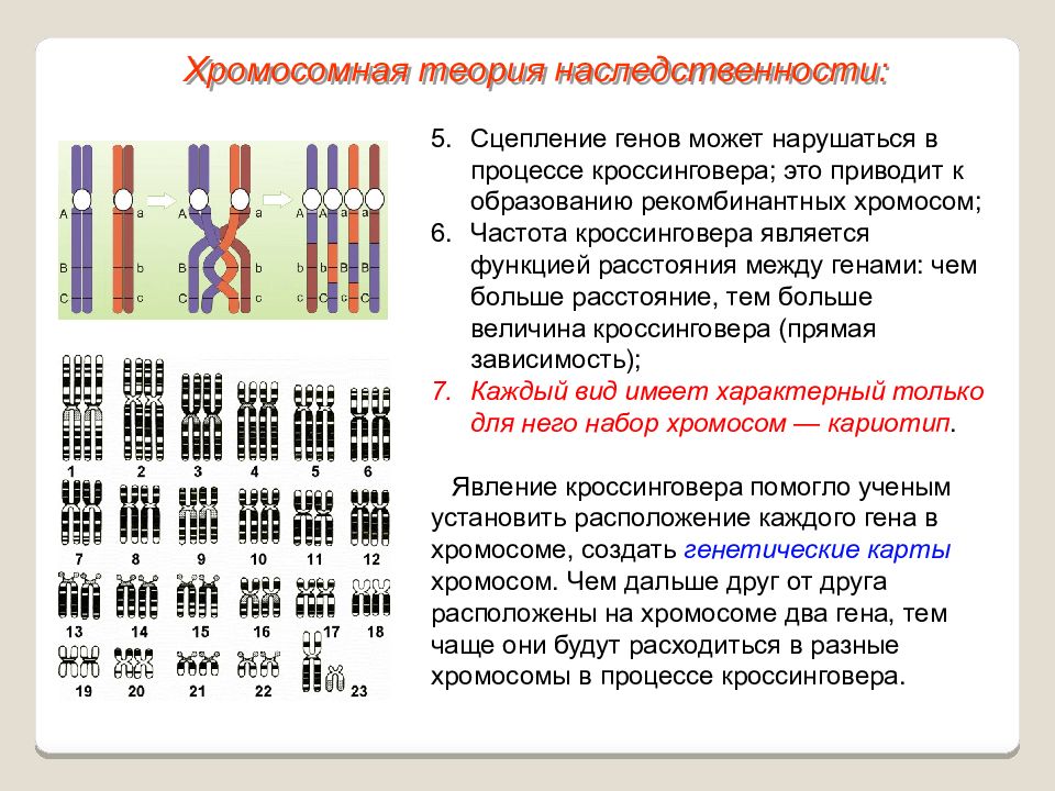 Схема взаимного расположения генов в хромосоме составляющих одну группу сцепления