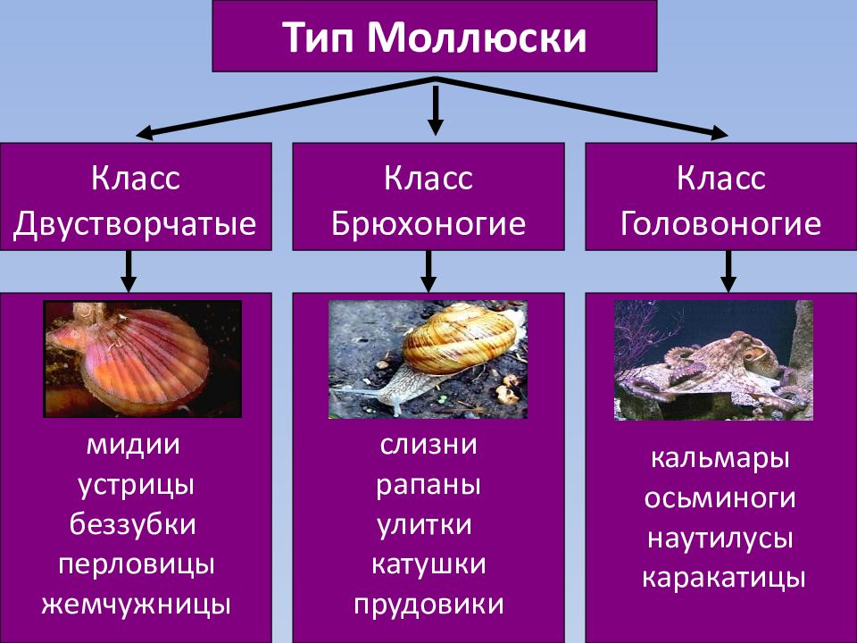 Какой тип питания характерен для каракатицы лекарственной изображенной на рисунке