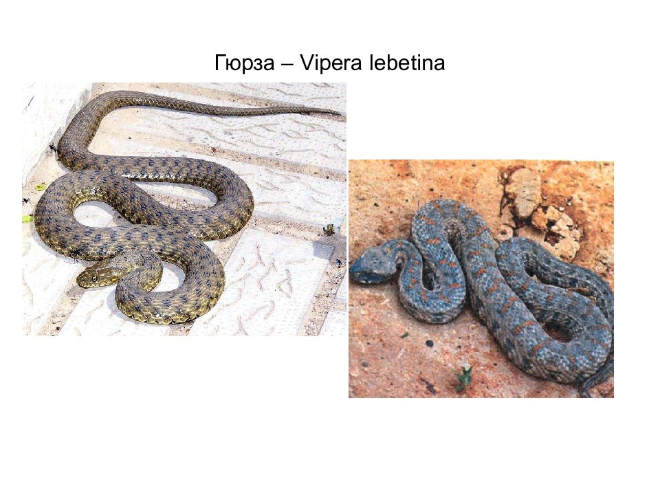 Фото змей гюрза. Гюрза Vipera lebetina. Гюрза змея в Дагестане. Ливанская гадюка Гюрза. Гюрза средняя Азия.